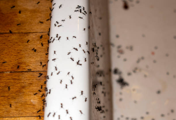 Pest Control for Restaurants in Lockland, OH