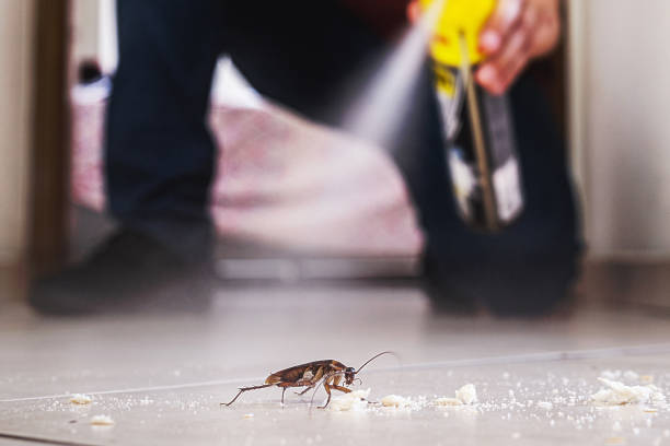 Best Wasp Removal Services  in Lockland, OH